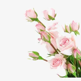 玫瑰花免抠
