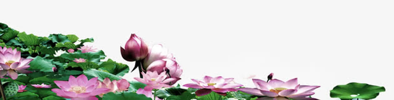 荷花盛开素材免抠