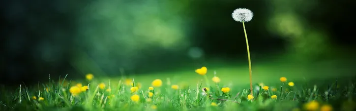 绿色蒲公英背景高清