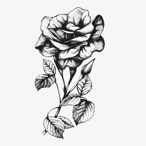 手绘文艺玫瑰花矢量免抠
