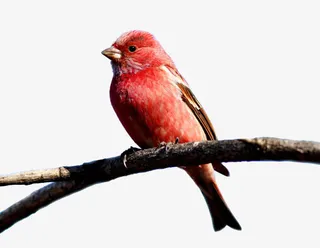 呆萌朱雀免扣素材免抠