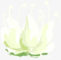 唯美梦幻简约白色鲜花免抠