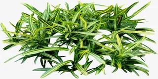 唯美花卉植物花朵素材免抠