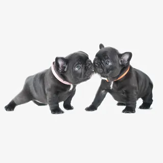 可爱犬只斗牛免抠