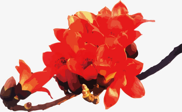 花开木棉花的魅力免抠
