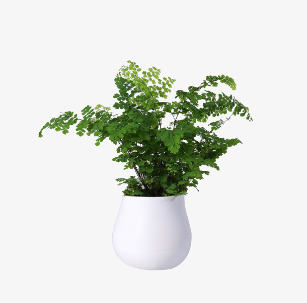 简约陶瓷盆铁线蕨绿植盆栽免抠