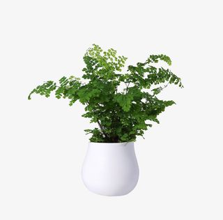 简约陶瓷盆铁线蕨绿植盆栽免抠