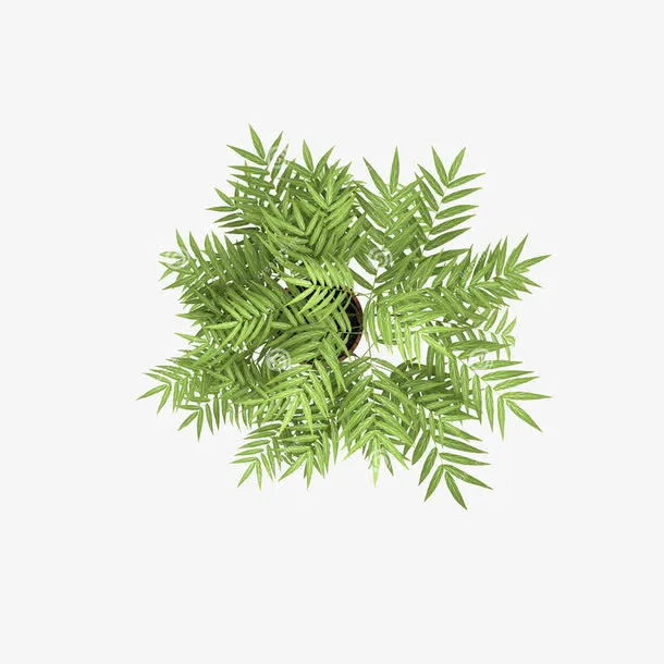 俯视树花免抠