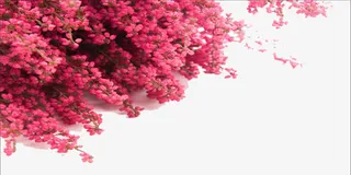 粉色桃花树素材免抠