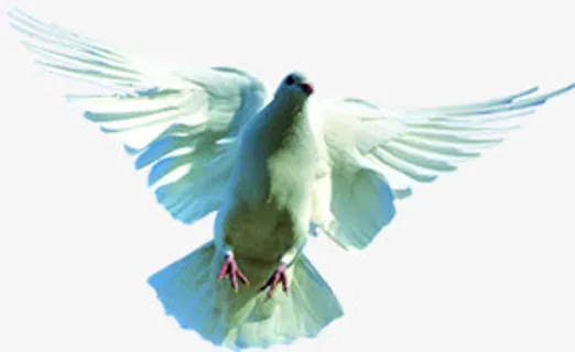 仰视角度摄影白鸽免抠 仰视角度摄影白鸽免抠