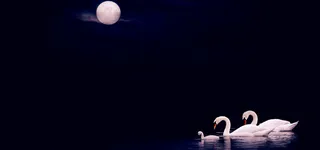 天鹅湖背景图高清