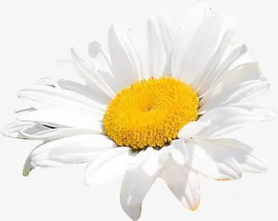 白色可爱盛开花朵免抠