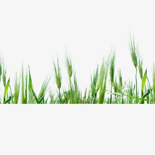 小麦子清新边饰免抠
