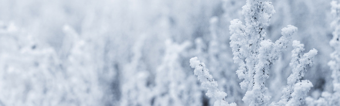 雪松高清