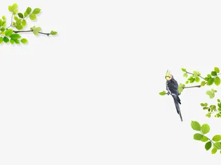 树枝上的鸟免抠