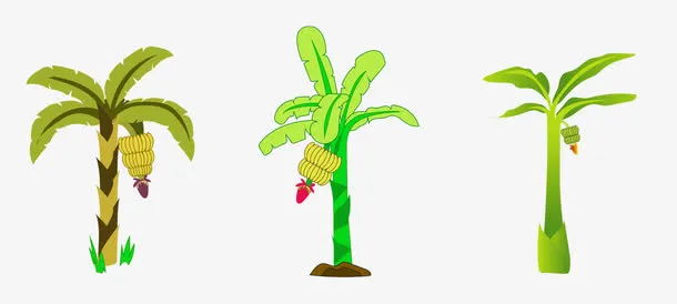 香蕉树芭蕉树免抠