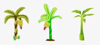 香蕉树芭蕉树免抠