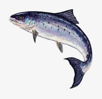 沙丁鱼免抠 沙丁鱼免抠