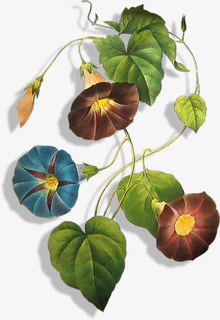 各种颜色的喇叭花免抠