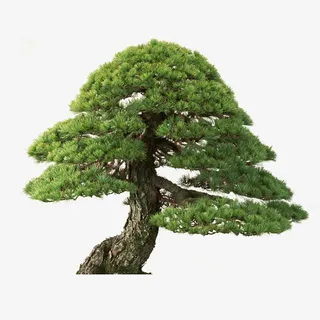 黄山上的松柏免抠