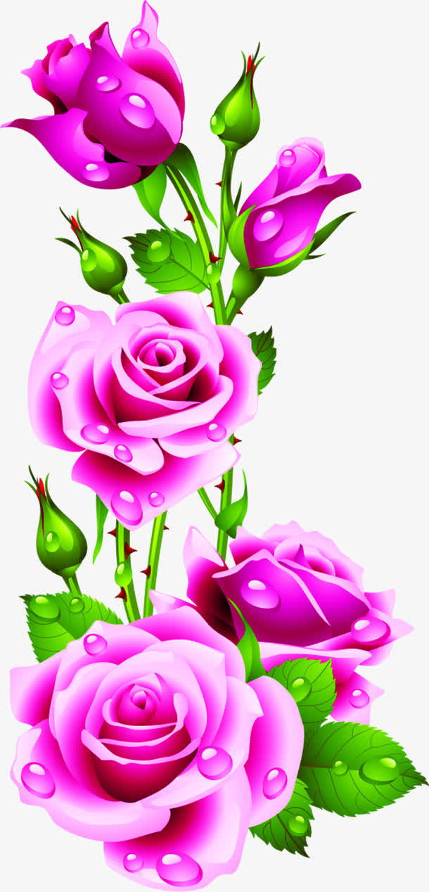 水珠玫粉玫瑰花花瓣免抠