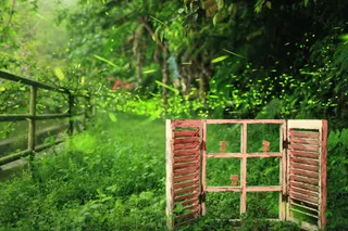 唯美浪漫绿色清新免抠