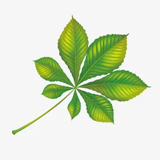 绿色树叶免抠 绿色树叶免抠
