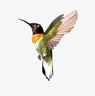 树林的医生啄木鸟免抠