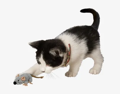 猫捉老鼠素材免抠