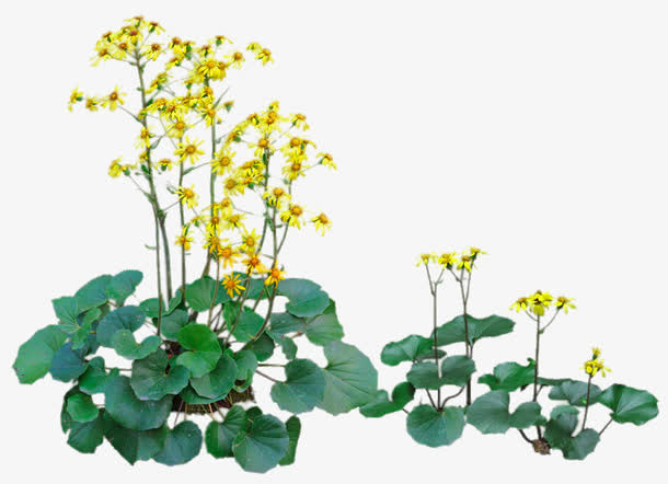 小菊花植物免抠
