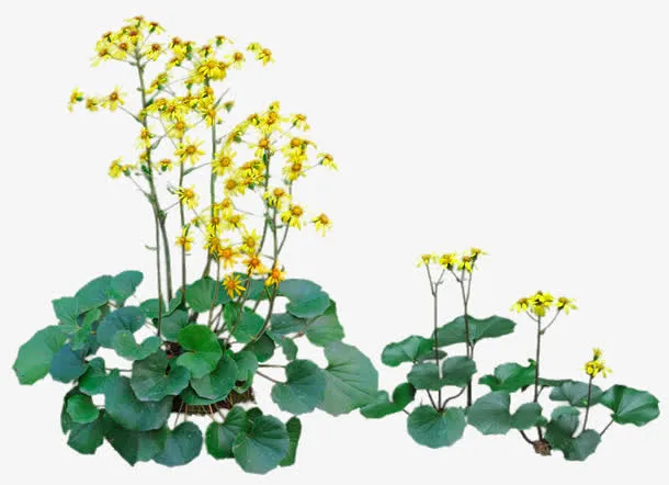 小菊花植物免抠