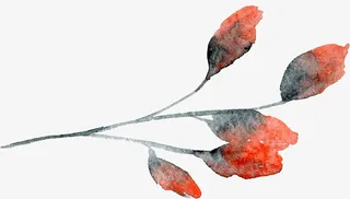 透明背景水彩花朵花卉植物素材