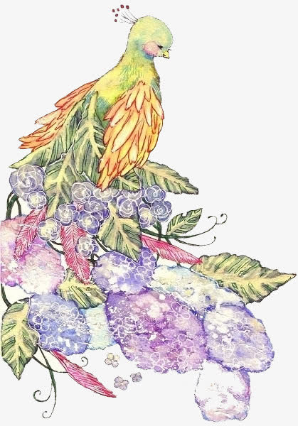 手绘 唯美 小清新  孔雀免抠