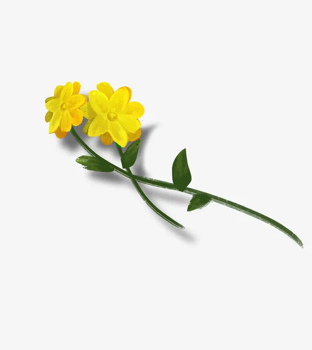 手绘插画黄色油菜花免抠