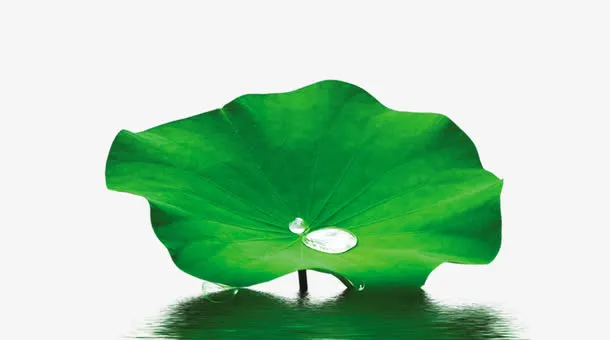 荷叶露珠池塘免抠