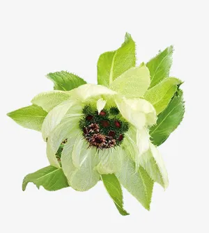 盛开的雪莲花免抠