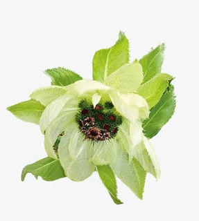 盛开的雪莲花免抠 盛开的雪莲花免抠