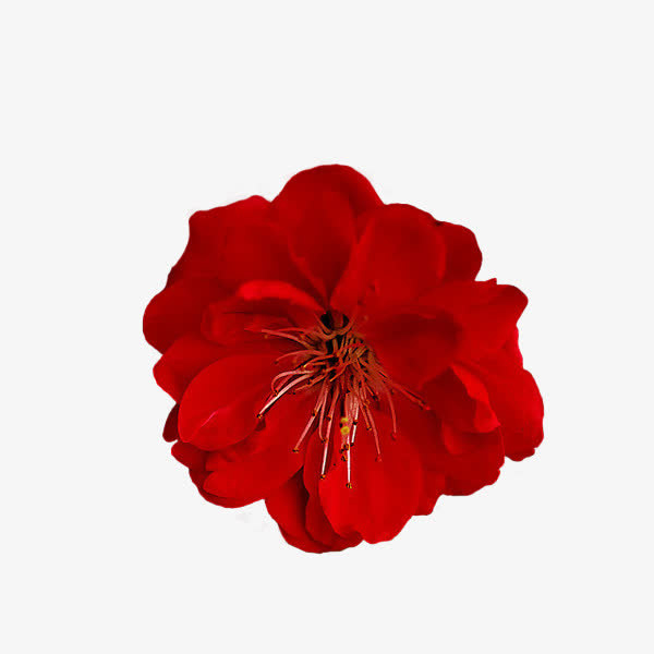 精美免抠png桃花朵朵开免抠