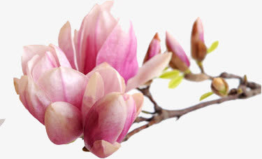 粉色春天桃花盛开免抠