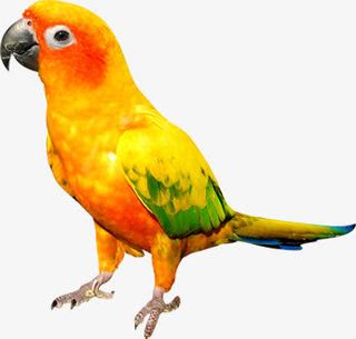 黄红色羽毛小鸟动物免抠