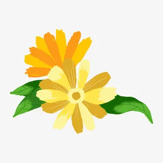 花花草草 雏菊 菊花 手绘 花朵免抠