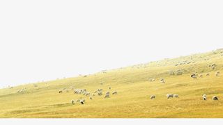 草原实物图免抠