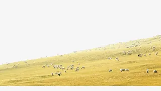 草原实物图免抠