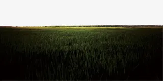 青青河边草免抠