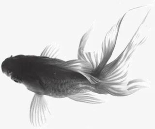 水墨画游动的鱼免抠