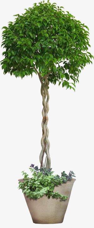 大树绿叶盆栽免抠