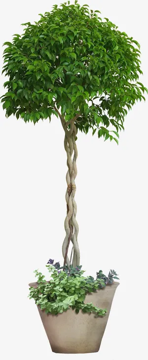 大树绿叶盆栽免抠