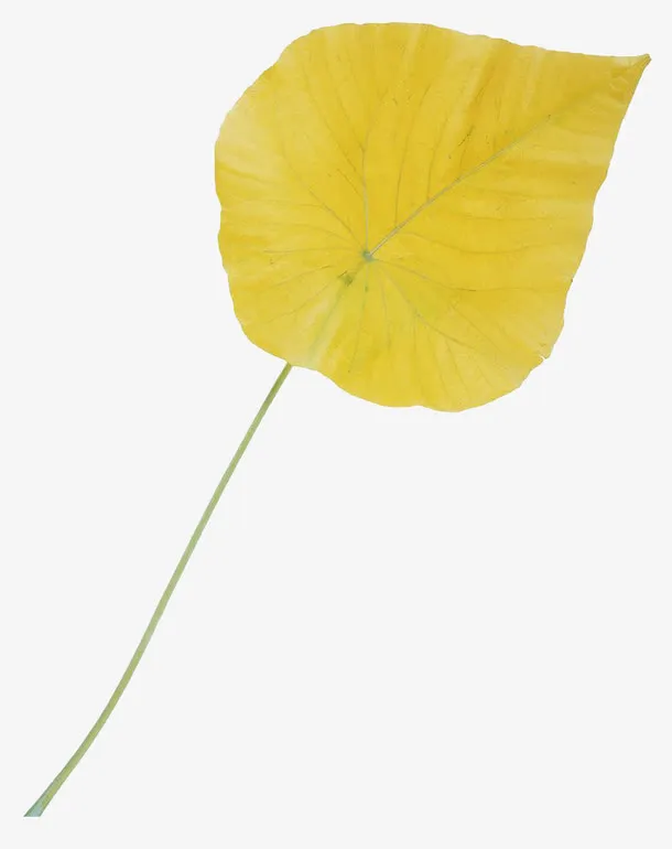 一片叶子免抠