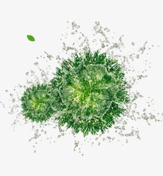 唯美清新护肤复活草水珠免抠