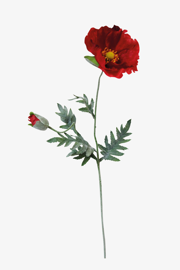 花卉免抠